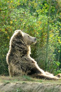 Bear zoo animal world