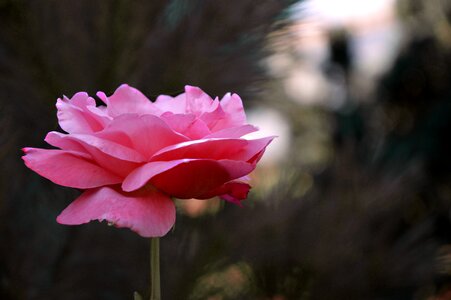 Flower pink plant photo