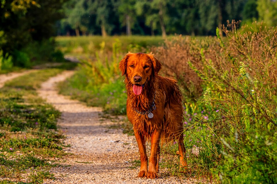 Dog golden retriever trail