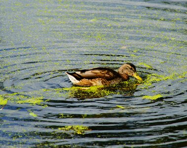 Bird animal nature