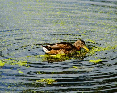 Bird animal nature photo