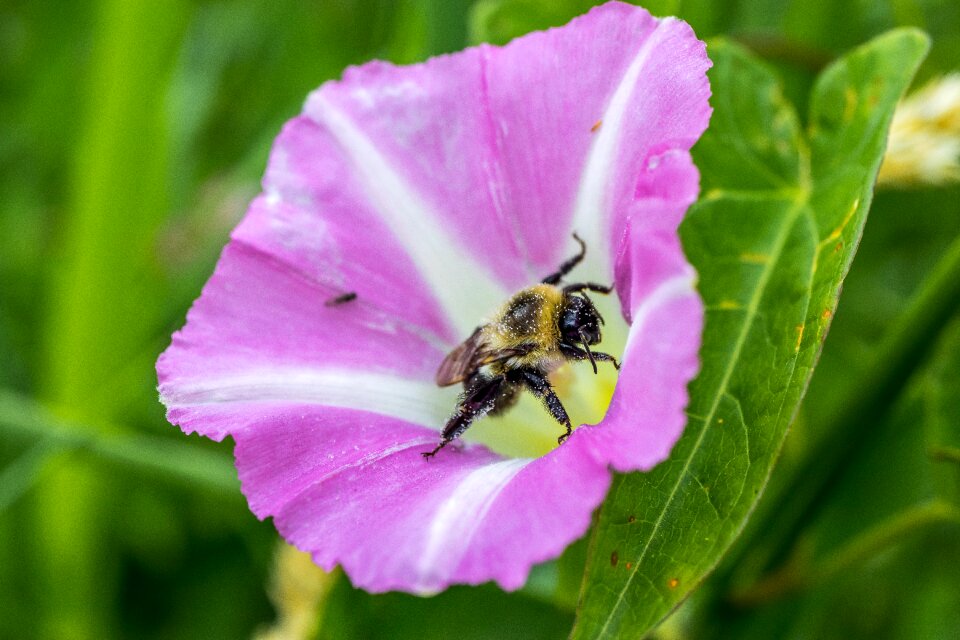 Flower bee green bee