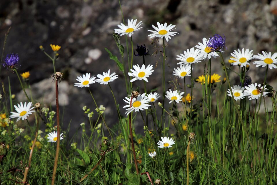Meadow vegetation high