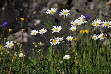 Meadow vegetation high