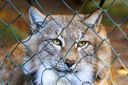 Fence caught captivity photo