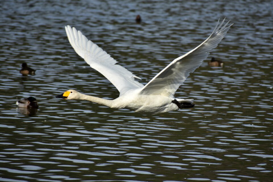 Bird wild birds waterfowl