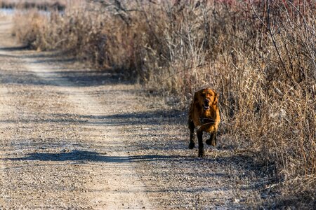 Dog golden retriever trail photo