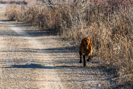 Dog golden retriever trail
