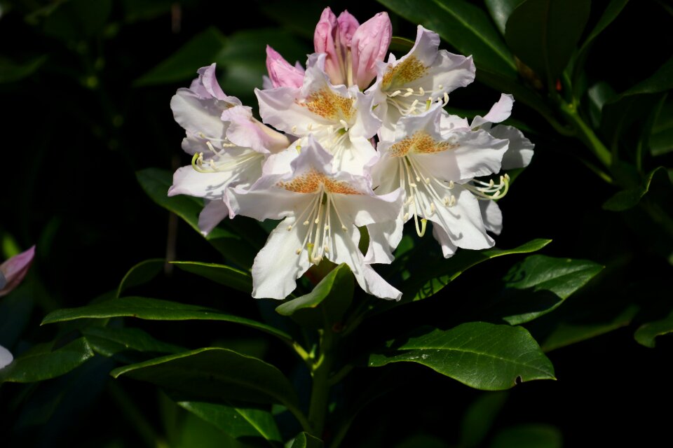 Garden leaf rhododendron