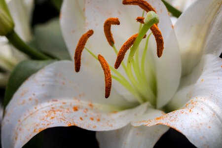Lily carpelos stamen