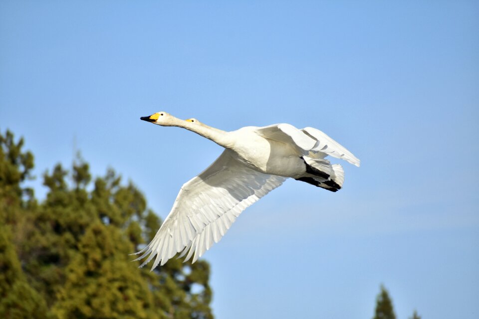 Bird wild birds waterfowl