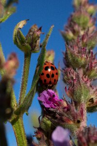 Ladybug flower macro
