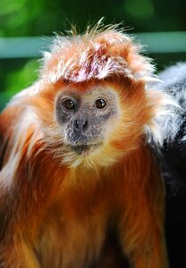Javan lutung red rudy