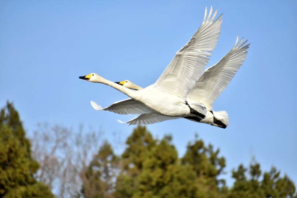 Bird wild birds waterfowl