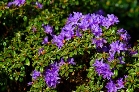 Nature purple flowers
