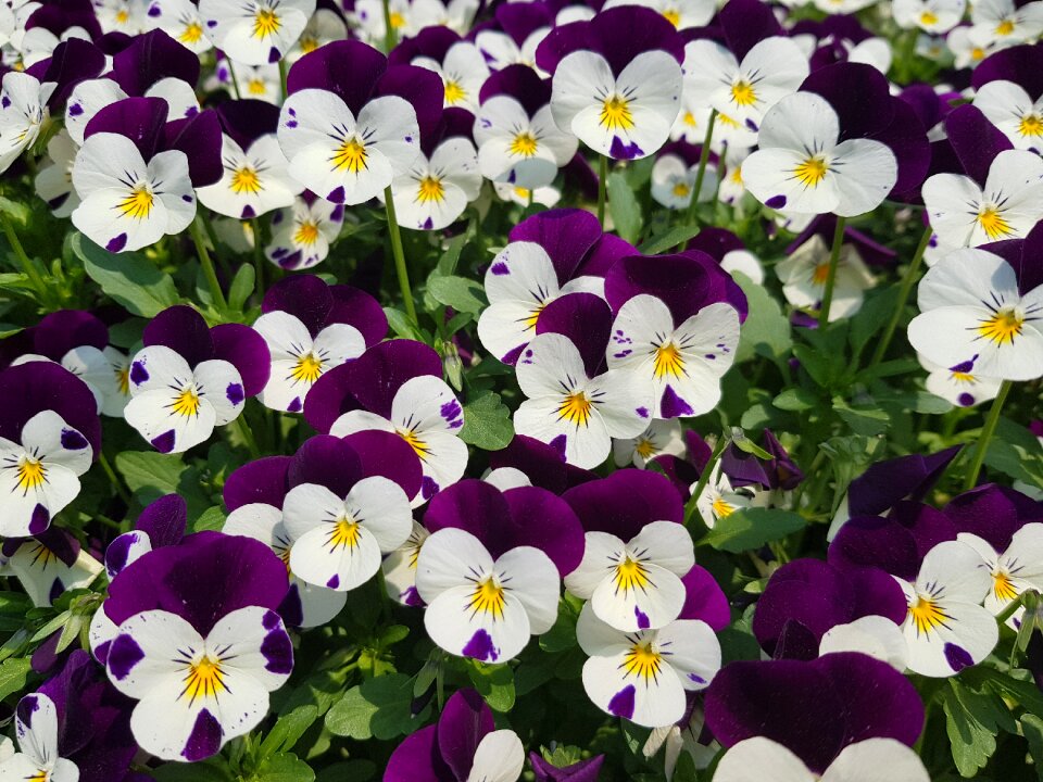 Flowers white flowers nature