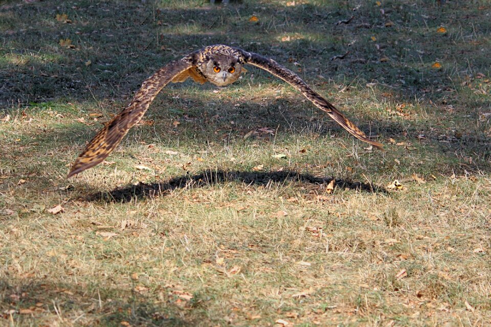 Bird bird of prey flying