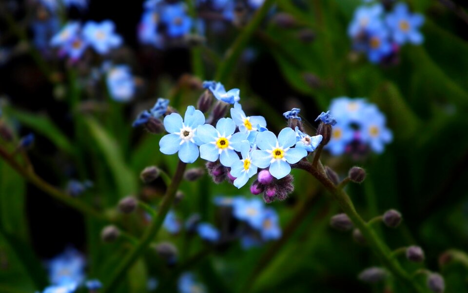 The delicacy nature spring