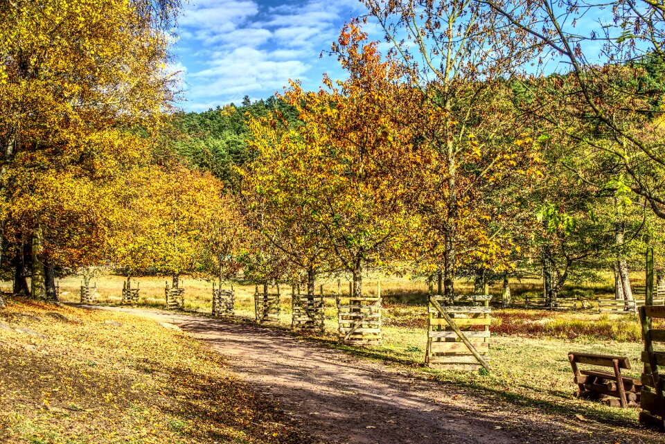 Autumn color sun