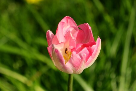 Summer garden tulip photo