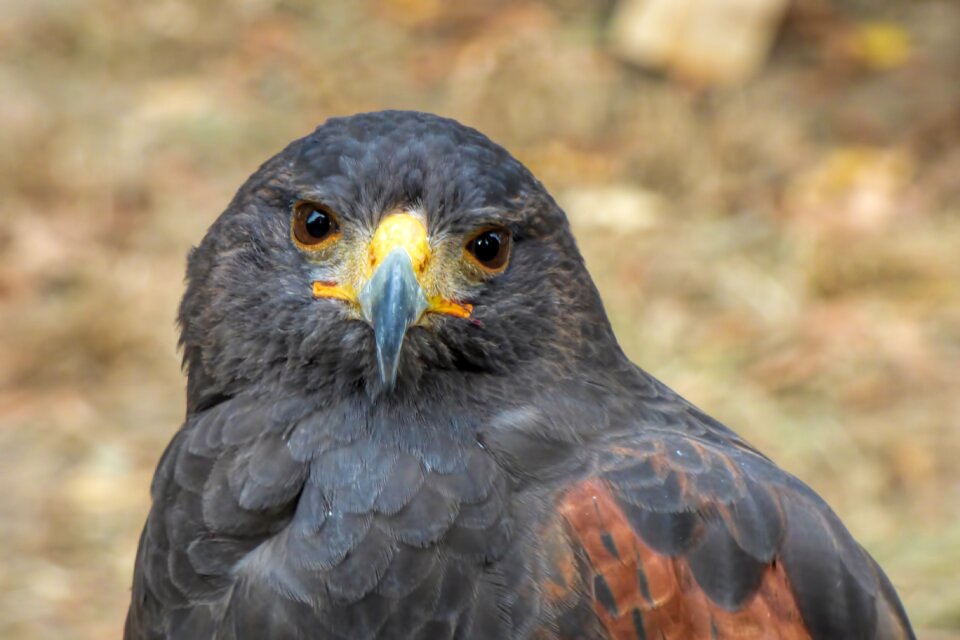 Raptor bird majestic