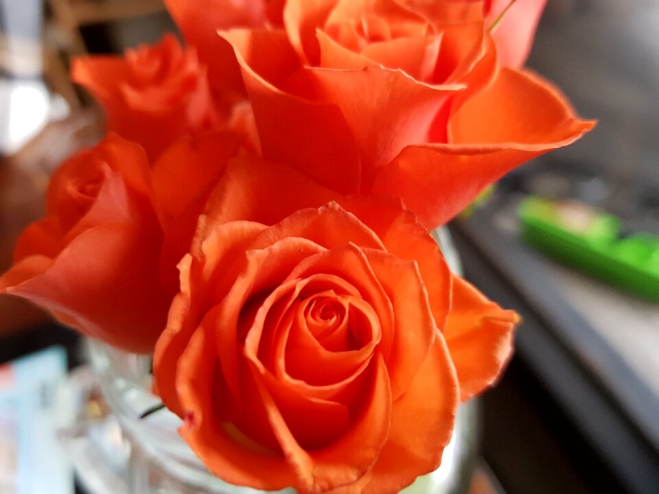 Desktop red rose garden