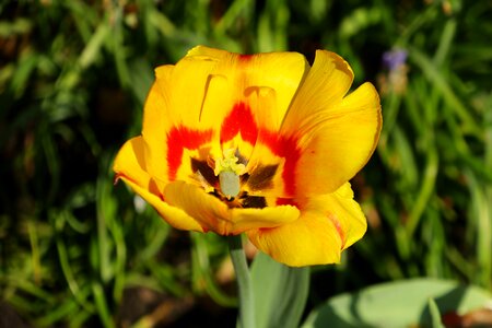 Garden spring tulip