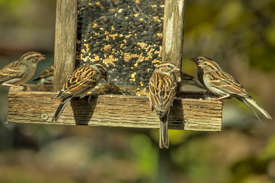 Feeder nature animals photo