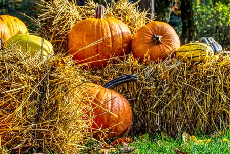 Straw bales orange autumn photo