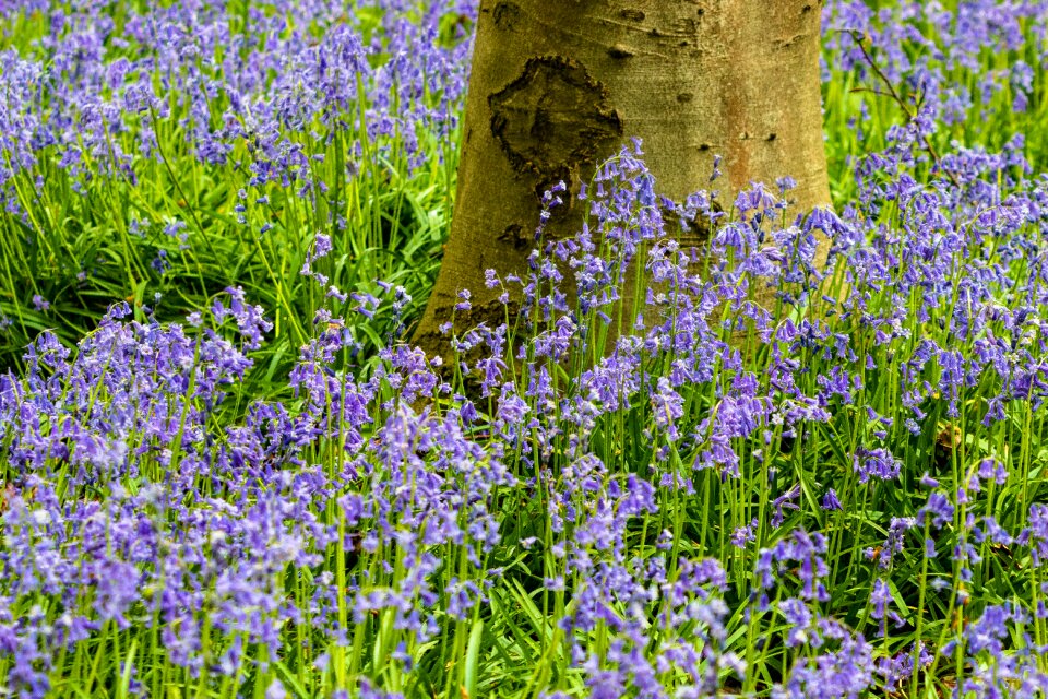 Landscape spring blue