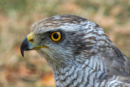 Raptor bird majestic photo