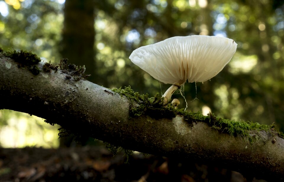 Plant nature mushrooms