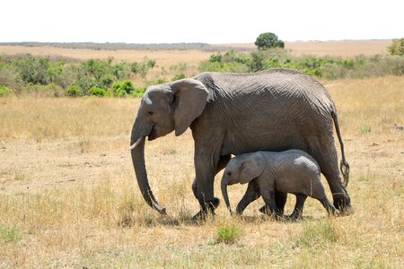 Safari elephant savanna