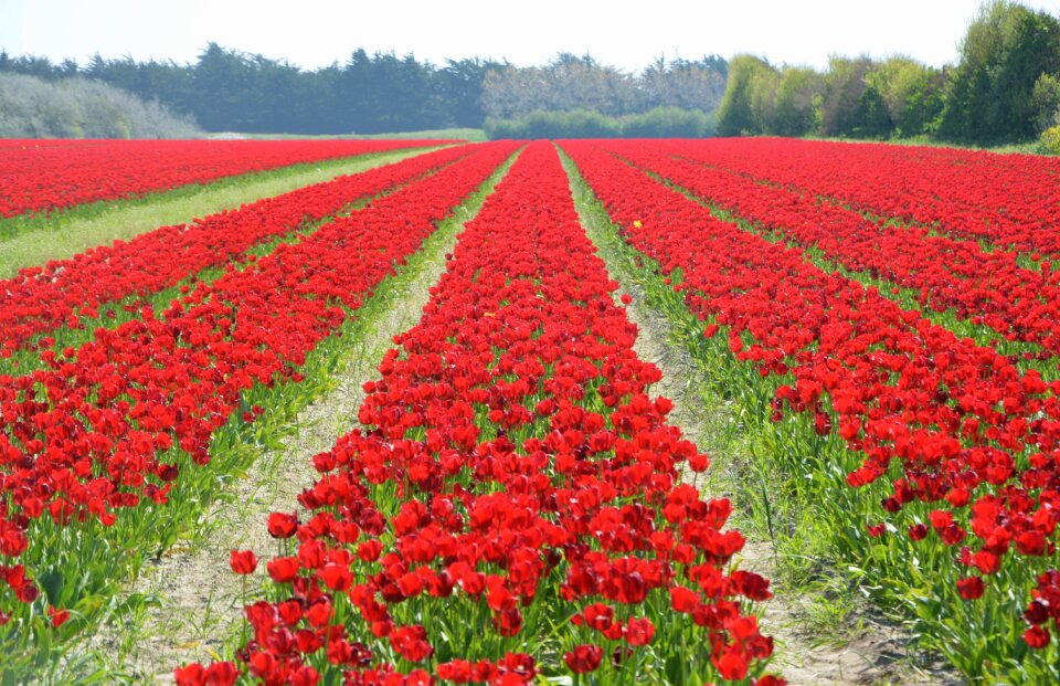 Tulips red flowering spring tulip spring