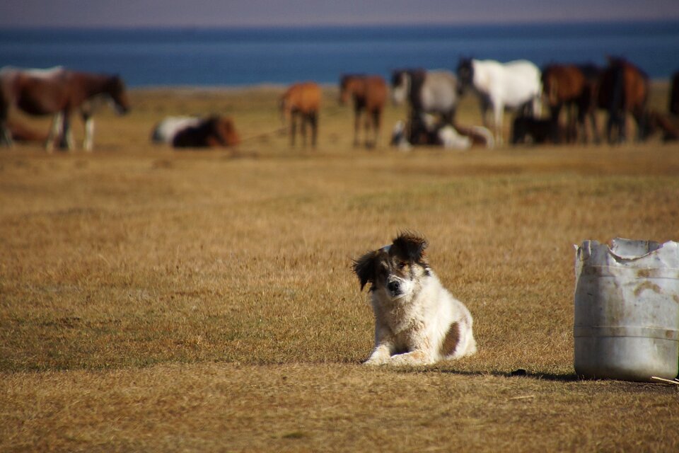 Landscape horse dog