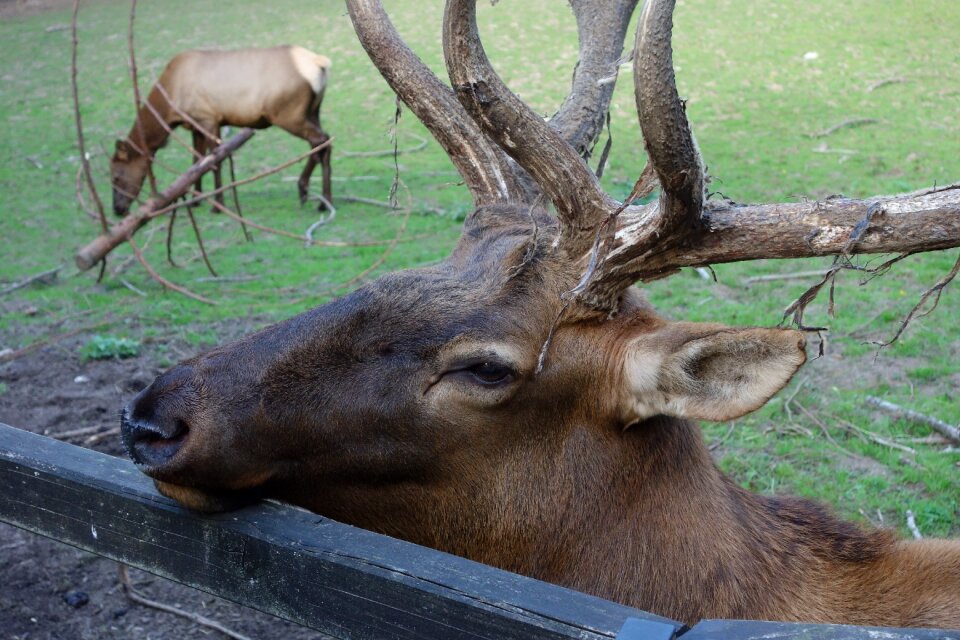 Animal world mammal wild