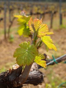 Drive wine green