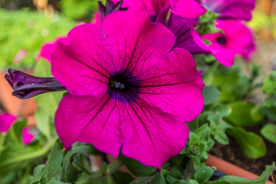 Garden nature plant