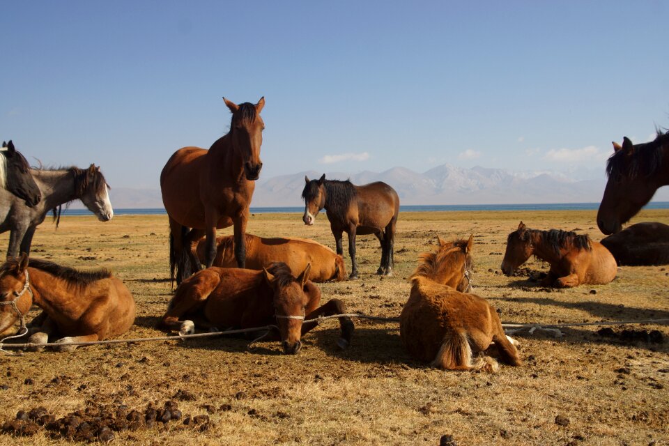 Song kul landscape horse