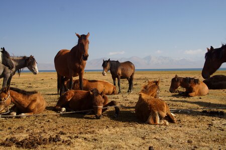 Song kul landscape horse photo