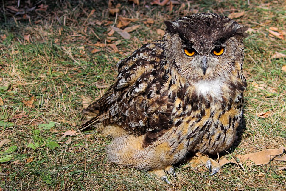 Bird raptor bird of prey