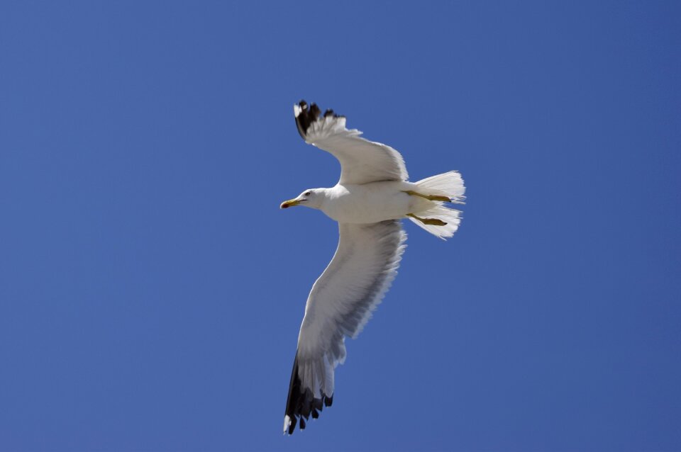 Freedom flying bird