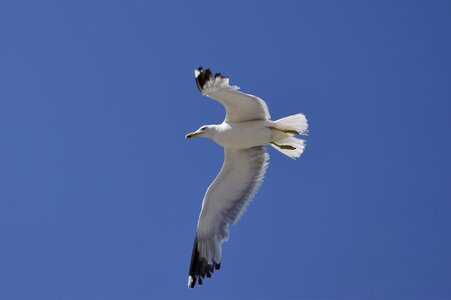 Freedom flying bird photo