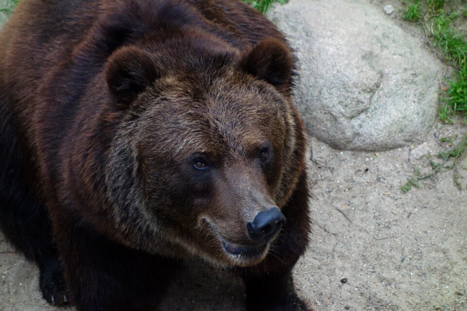 Mammal brown bear predator