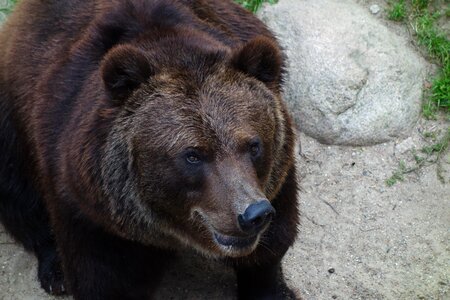 Mammal brown bear predator