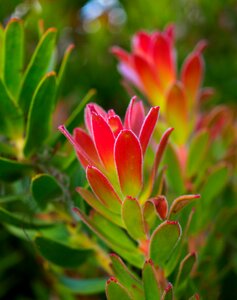 Nature plant garden
