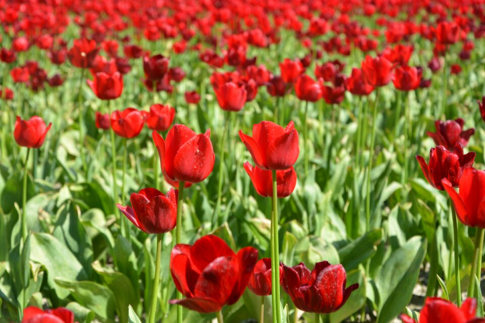 Pink tulips flowering spring