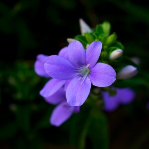 Purple flowers plant