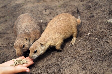 Zoo hand feed photo