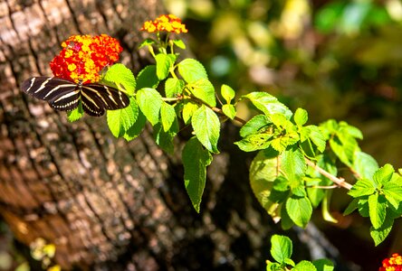 Wild flower insect natue photo